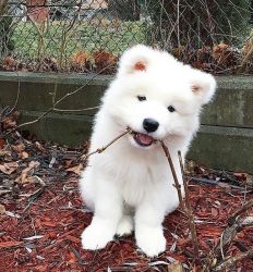 Lovely Samoyed male puppy for lovers