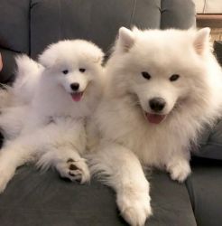 Lovely Samoyed puppies for sale with papers