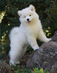Cute home raised male Samoyed puppy for sale