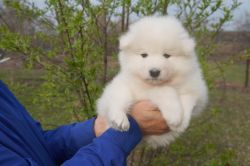 Adorable Samoyed Puppies For Sale