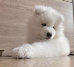 Home raised and social Samoyed pups for sale now.Text (xxx) xxx-xxx3