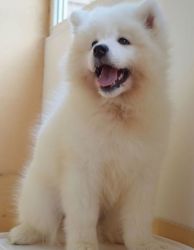 Cute Home raised Samoyed pups for sale to lovers