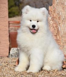 Healthy kid friendly home raised Samoyed puppy for sale