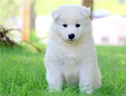 Beautiful Samoyed Puppy call or text xxxxxxxxxx