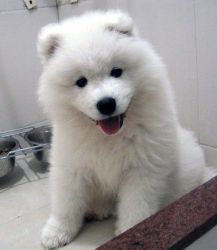 Cutest male Samoyed puppy for sale now..