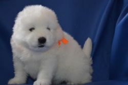 Adorable samoyed puppies for sale. #(xxx) xxx xxx6