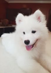 House trained male Samoyed puppy for sale(2019)