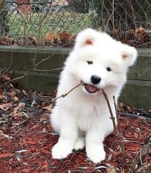 Healthy Samoyed male and female for your home