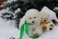 Gorgeous Samoyed Puppies for Sale#(xxx) xxx-xxx7