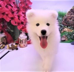 Stunning male and female healthy home raised Samoyed puppy for lovers