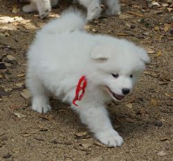 Cute male and female Samoyed puppies ready for loving homes
