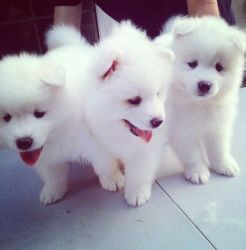 Quality home trained male and female Samoyed puppies for sale