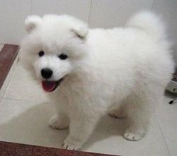 Samoyed puppies for adoption text(xxx) xxx-xxx2