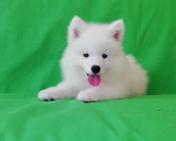 Samoyed for sale to lovers. Very healthy and playful