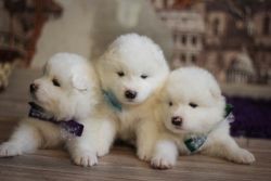 Gorgeous Samoyed Puppies for Sale!!##(xxx) xxx-xxx7