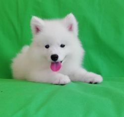 Samoyed puppy with great love to share is ready to meet you.