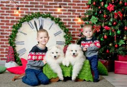 Lovely male and female Samoyed puppy for adoption