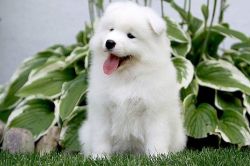 Lovely male and female Samoyed puppy ready for good homes.