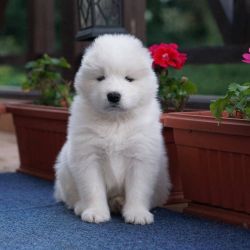 Cute male and female Samoyed Puppies
