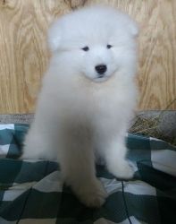 Well Socialized Samoyed Puppies For Sale.