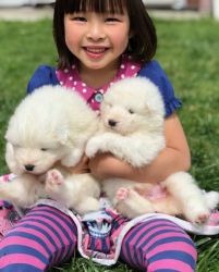 Lovely Pure White Samoyed Puppies for Sale