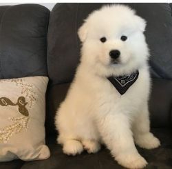 Adorable Samoyed For Sale