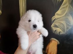 aKc Reg Beautiful Samoyed Puppies For Sale