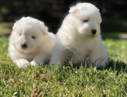 GORGEOUS AKC male Samoyed puppy comes with full health guarantee