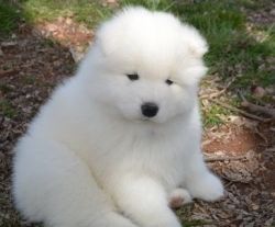 Samoyed puppies available comes with full health guarantee