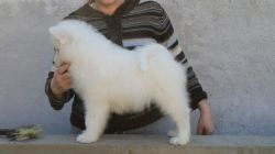 AKC female Samoyed puppies Top Champion lines.