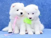 Healthy Samoyed Puppies