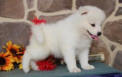 Samoyed puppies male and female (xxx) xxx-xxx7