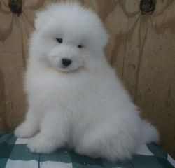 Affectionate Samoyed puppies available