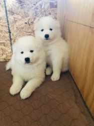 Homely Trained Samoyed puppies