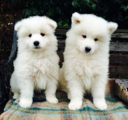 Gorgeous Samoyed puppies looking for good homes