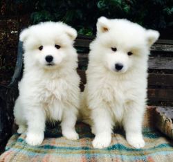 One Male and One Female Samoyed puppy