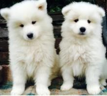 Samoyed Puppies =[marcbradly1.9.7.5 '@'g.m.a.i.l.c.o.m