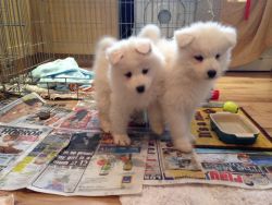 Samoyed puppies available