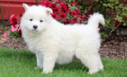 Baby Face Akc Male& female Samoyed Puppies For Sale.