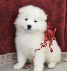 Samoyed Puppy!