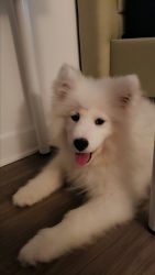 pure samoyed puppy needs a new home