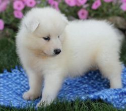 Samoyed puppies male and female