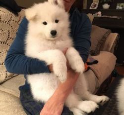 Adorable male and female Samoyed puppies