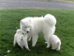 Samoyed puppies for sale text (xxxxxxxxxx)