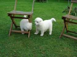 Samoyed Puppies for sale