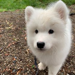 Registered Samoyed Puppies For Re-Homing