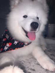 Friendly Samoyed puppy