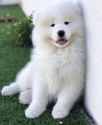 pure white samoyed puppies