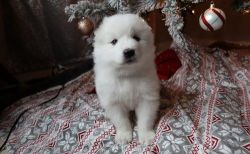 Perfect smart Samoyed pups for sale
