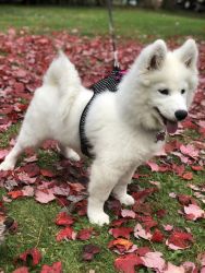 6 Month Purebreed Samoyed for Sale